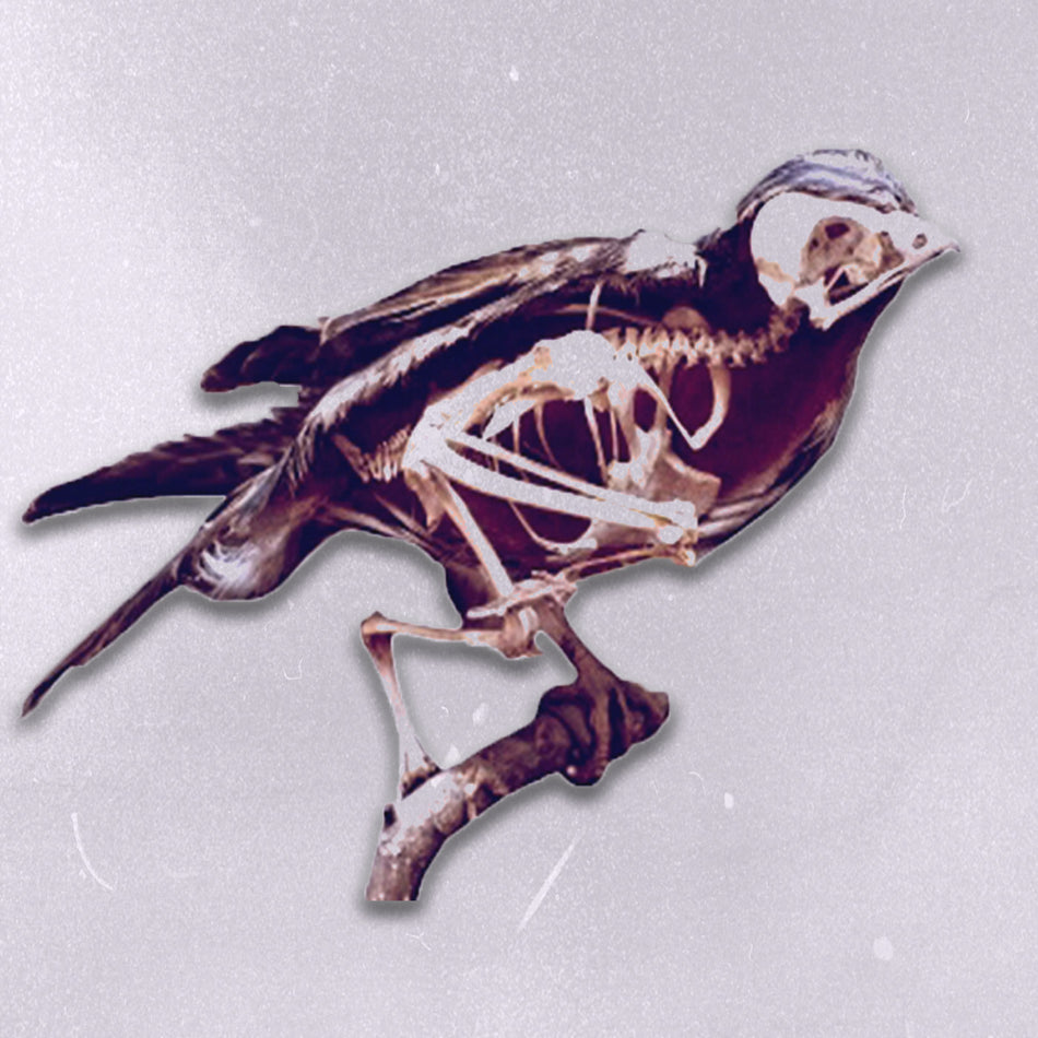 1970s Film Stock Birds