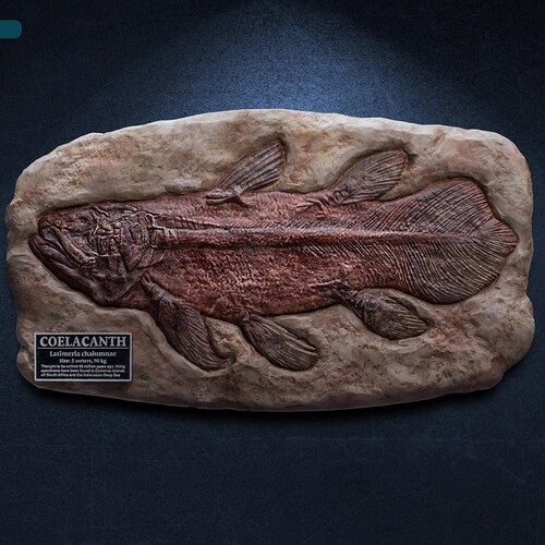 Coelacanth Fossil Replica Wonders of the Wild Series - Coelacanth Fossil Replica Statue - CD Album