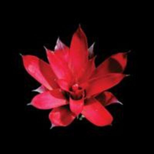 Communiqu Poison Arrows - Record Album - Vinyl LP