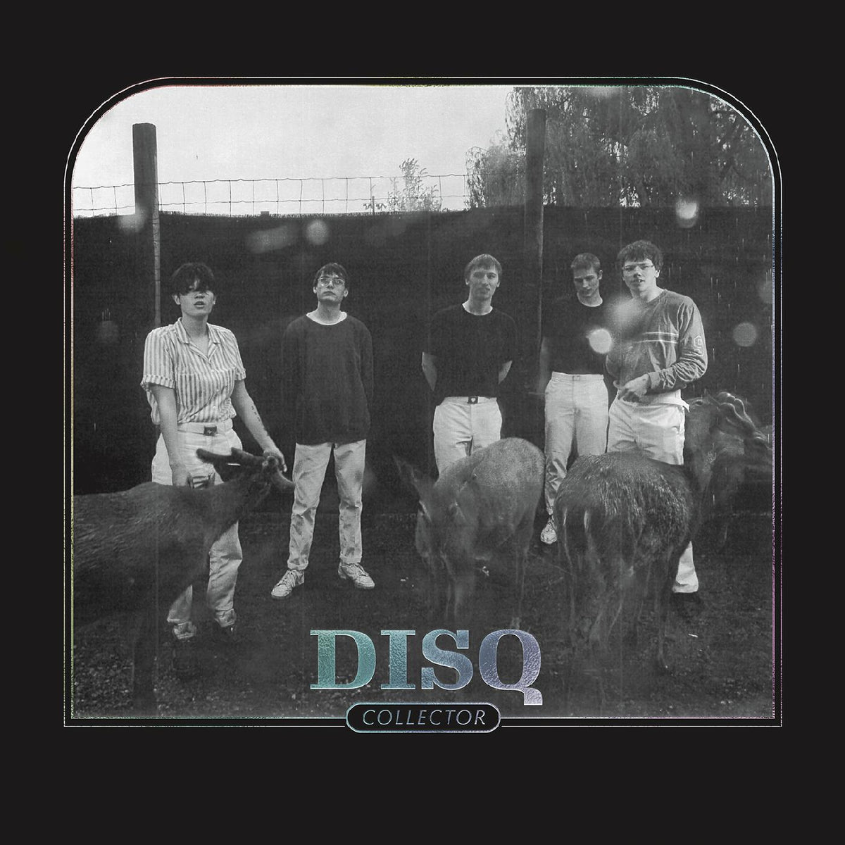 Disq Collector