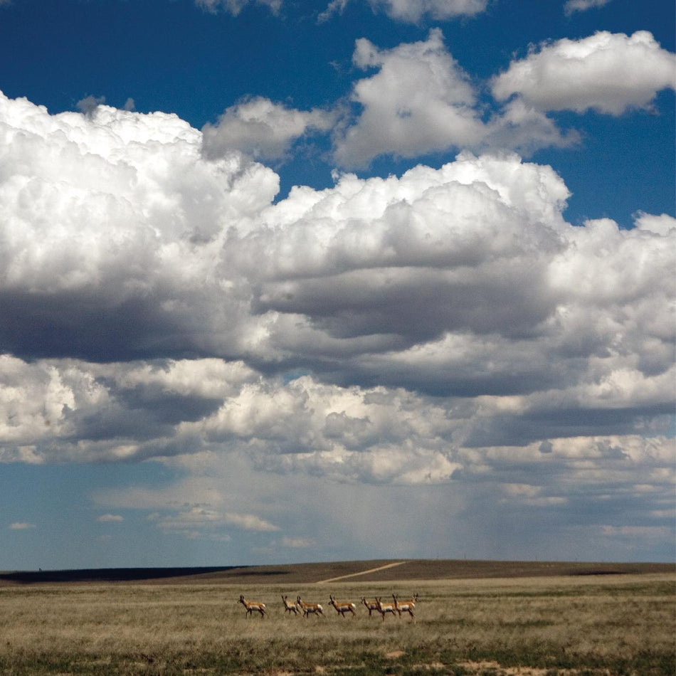 Fruit Bats Tripper (DELUXE EDITION, WHITE VINYL)