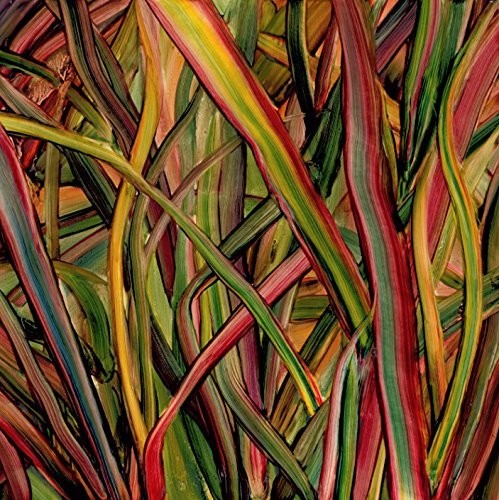 Gengahr Where Wildness Grows - Record Album - Vinyl LP
