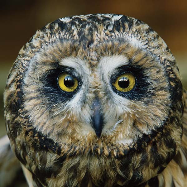 JEFF BURCH Jeff Burch