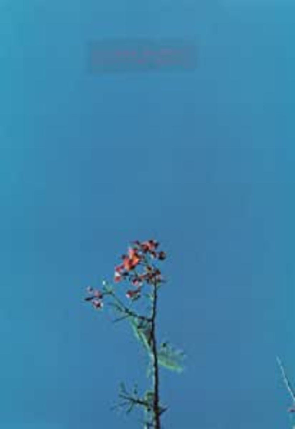 Joanna Newsom & THE YS STREET BAND EP