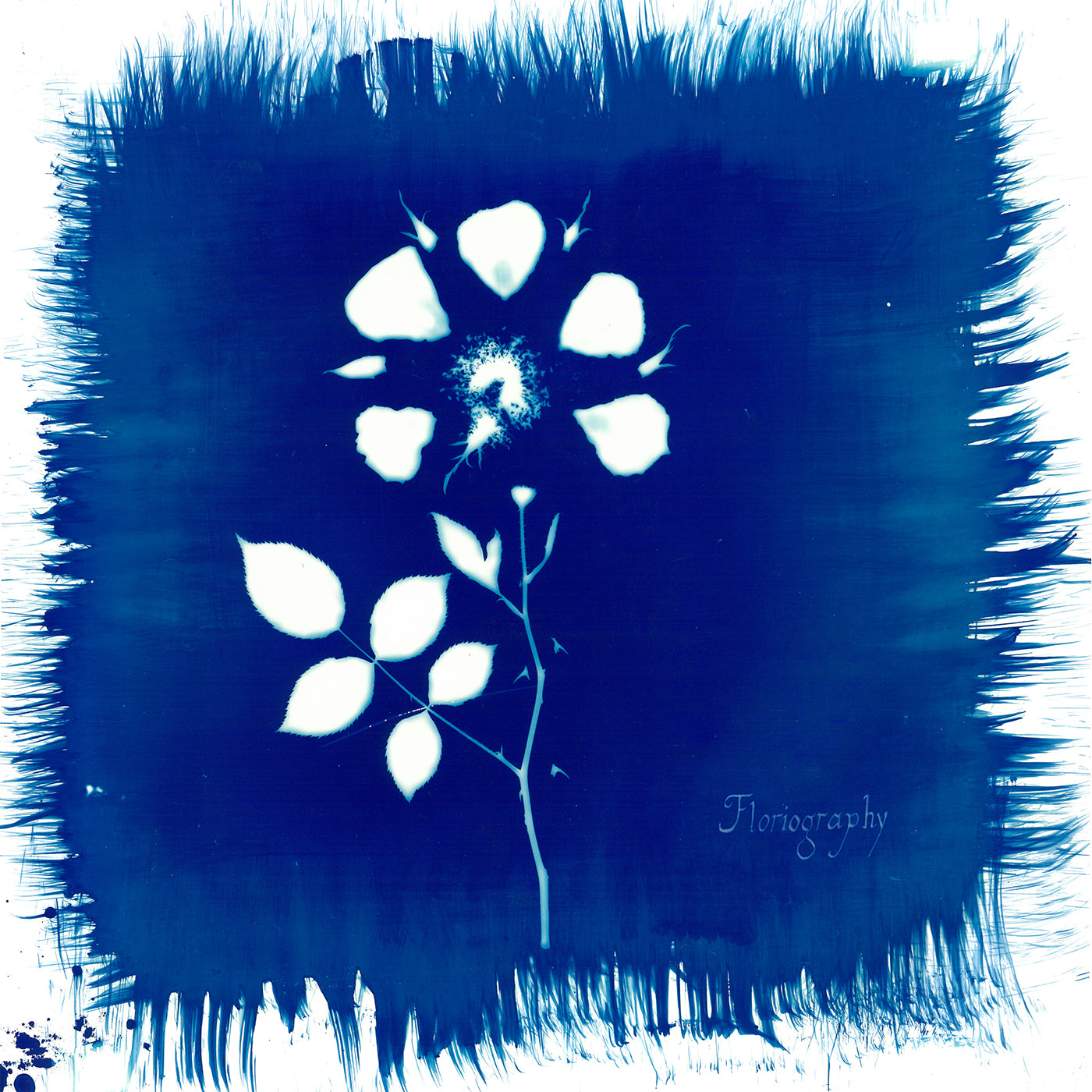 Painted Zeros Floriography