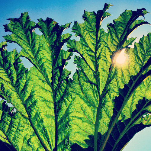 Pfarmers Gunnera - Record Album - Vinyl LP