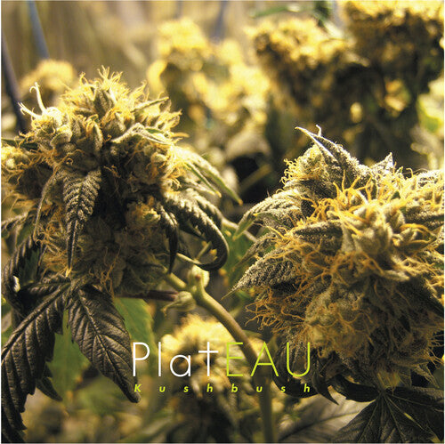 Plateau Kushbush - Double Record Album - Vinyl LP