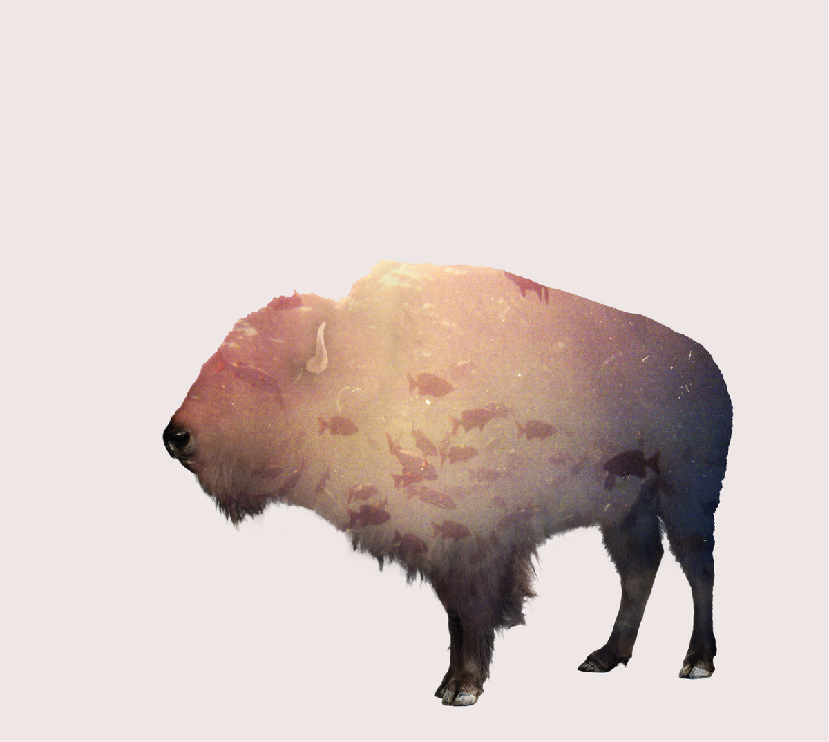 The Phoenix Foundation Buffalo