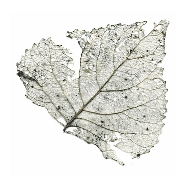 The Telescopes Hungry Audio Tapes